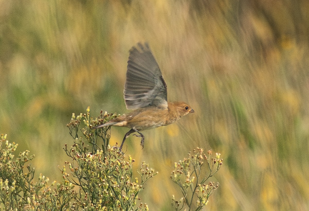 Çivit Çintesi - ML647625757
