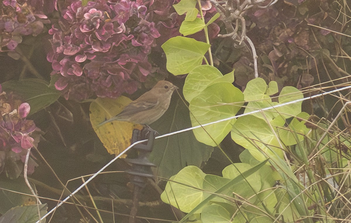 Çivit Çintesi - ML647625758