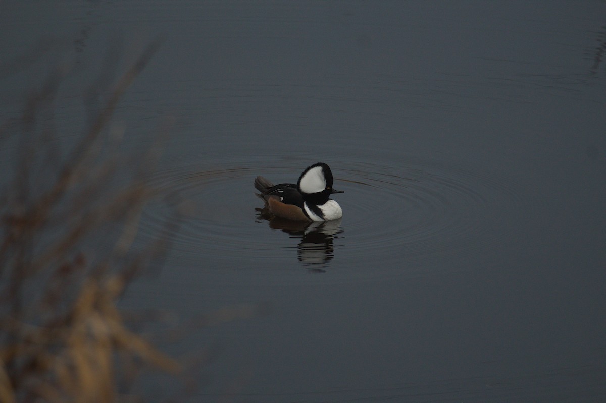 Başlıklı Tarakdiş - ML647625760