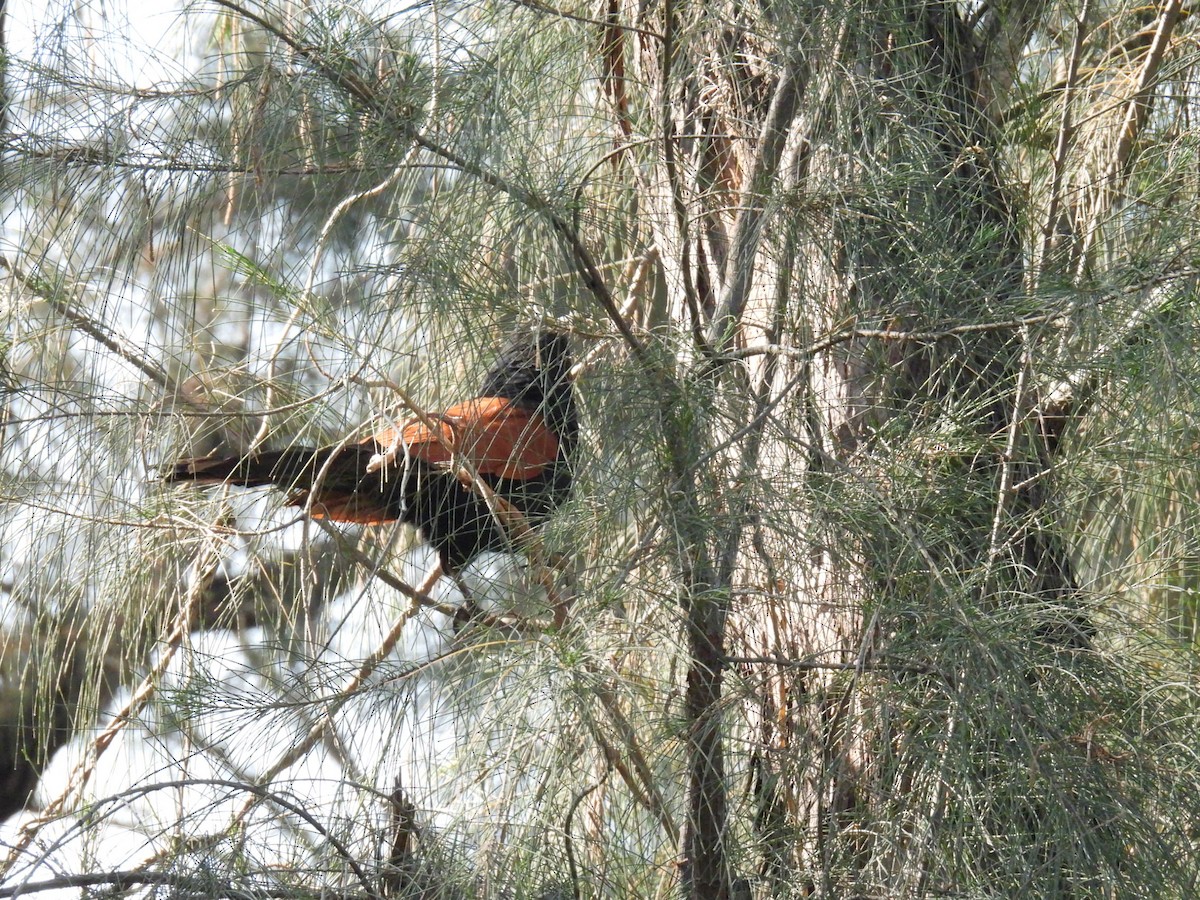 Büyük Kukal - ML647625762