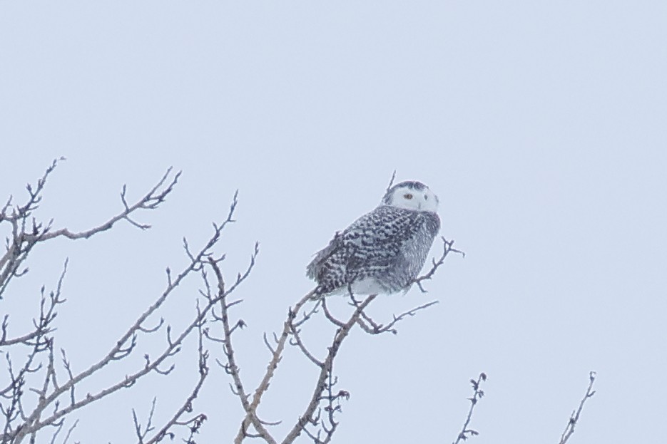 Kar Baykuşu - ML647625763