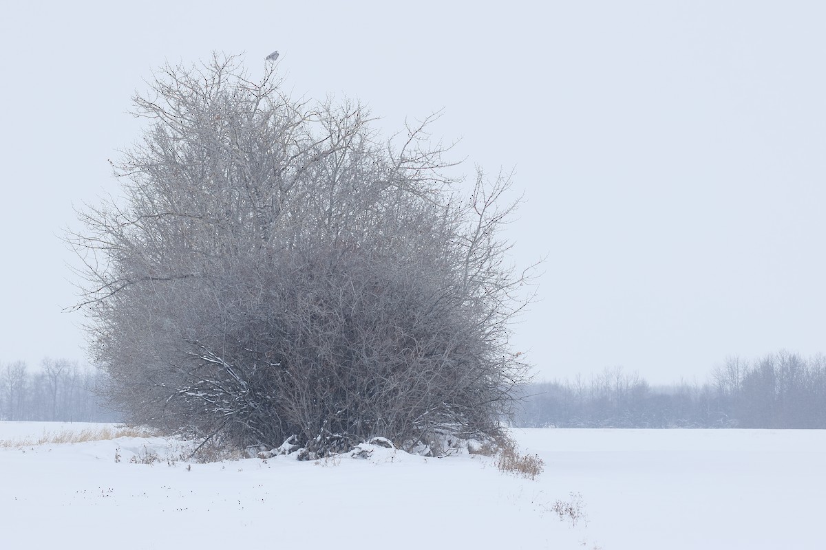 Kar Baykuşu - ML647625764