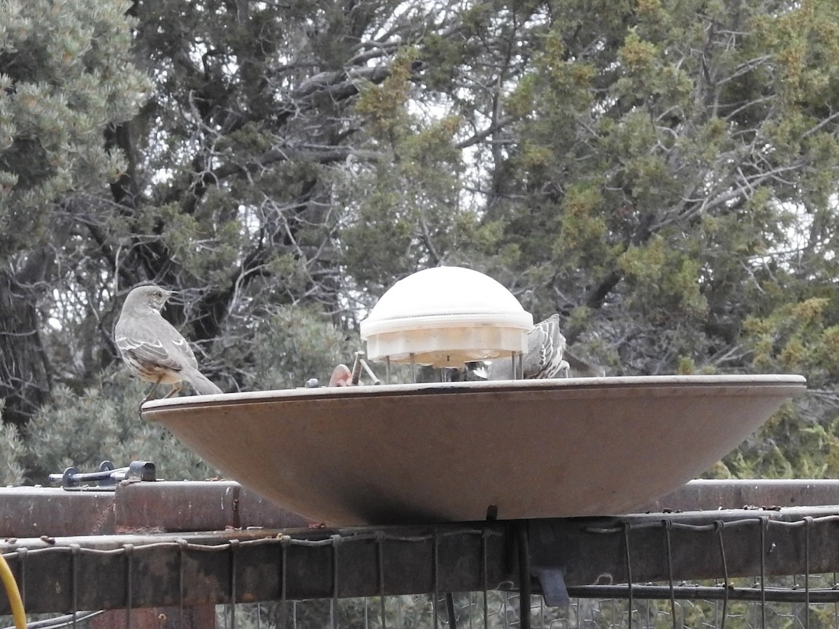 Yavşan Çöpçüsü - ML647625765