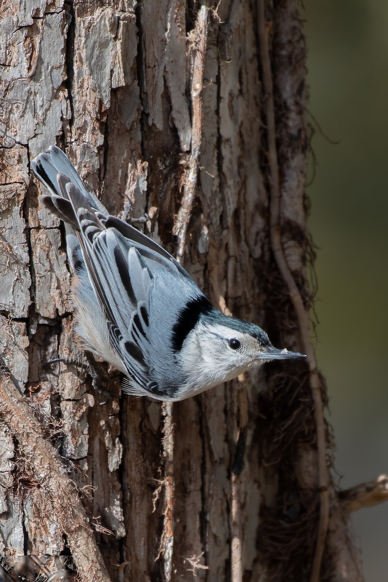 Beyaz Göğüslü Sıvacı - ML647625766