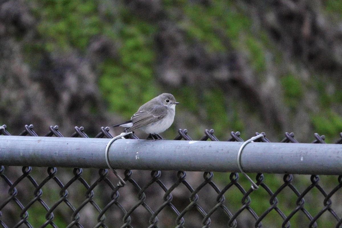 Tayga Sinekkapanı - ML647625767