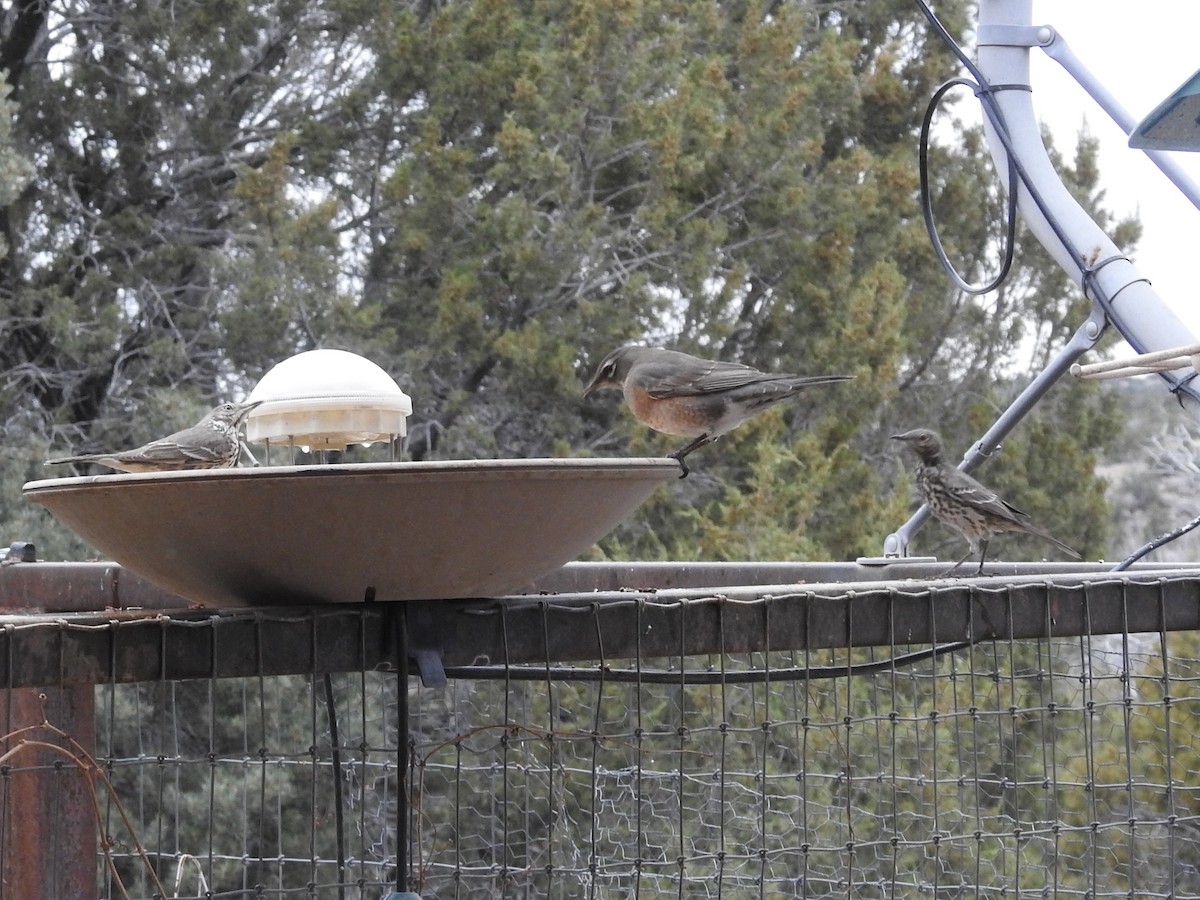 Yavşan Çöpçüsü - ML647625769