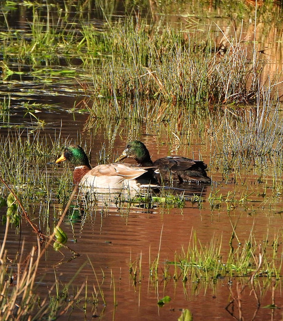 Yeşilbaş (evcil tip) - ML647625772