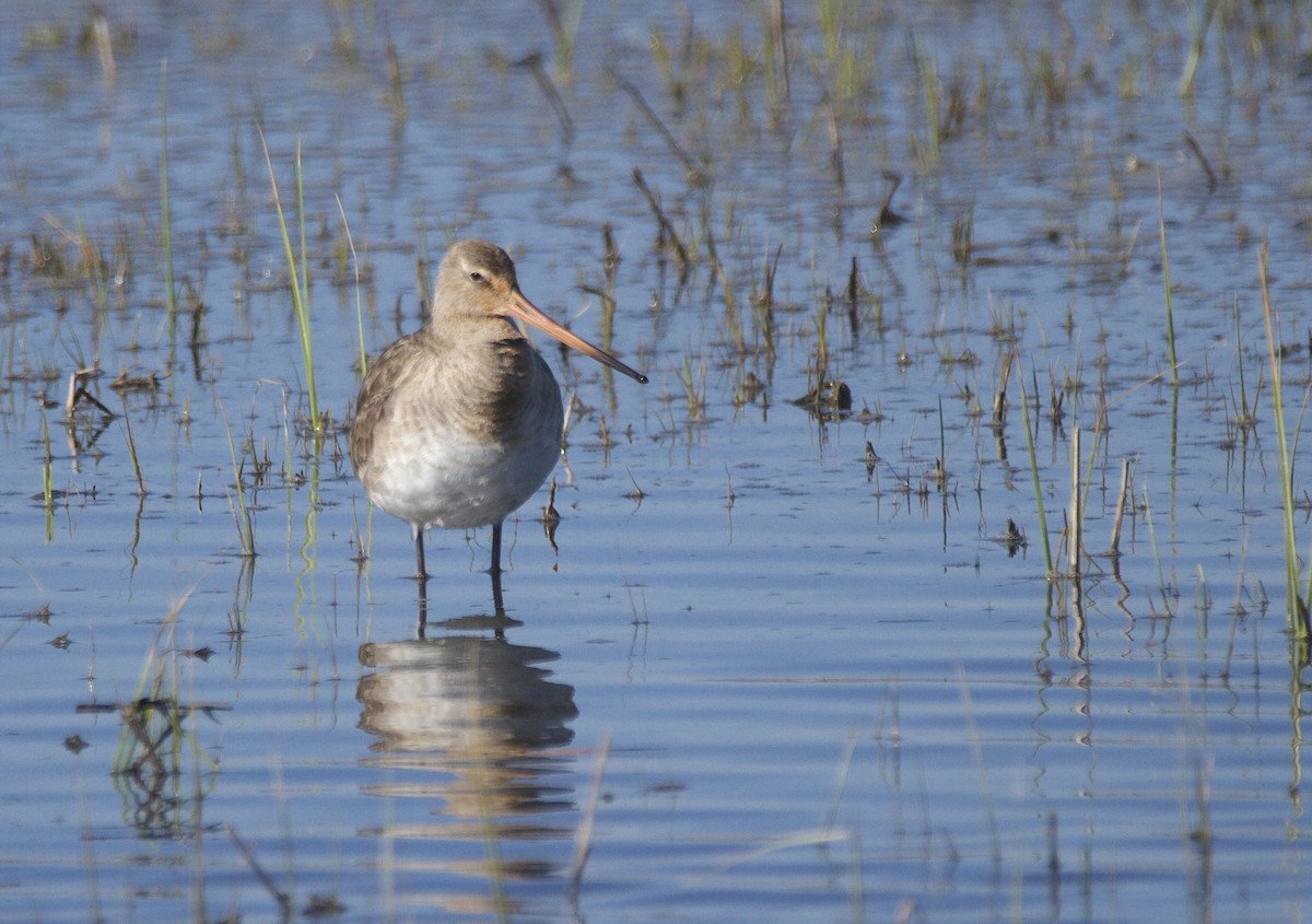 Çamurçulluğu - ML647625784