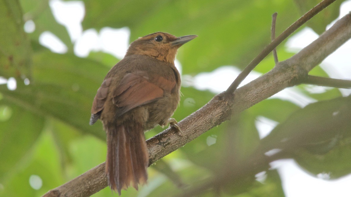 Kızıl Kaşlı Yaprakkarıştıran - ML647625785