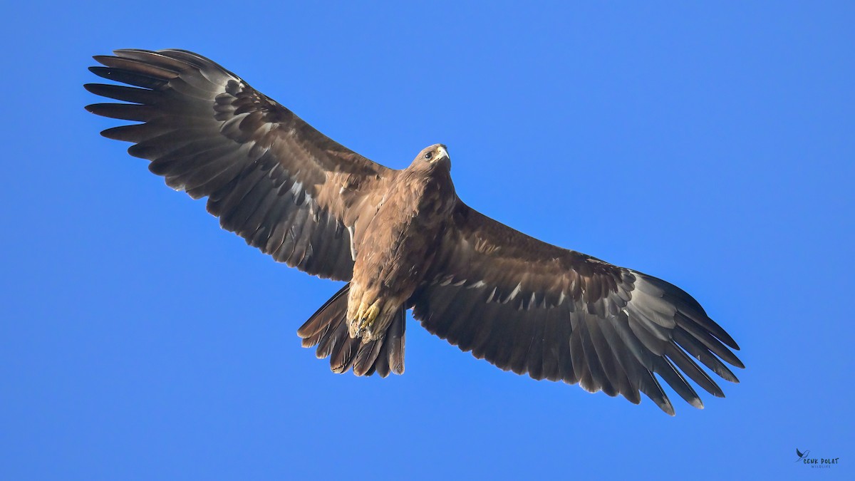 Büyük Orman Kartalı - ML647625786