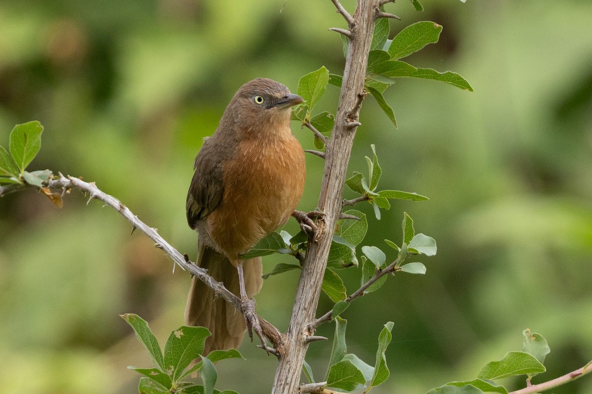 Afrika Kızıl Yedikardeşi - ML647625787