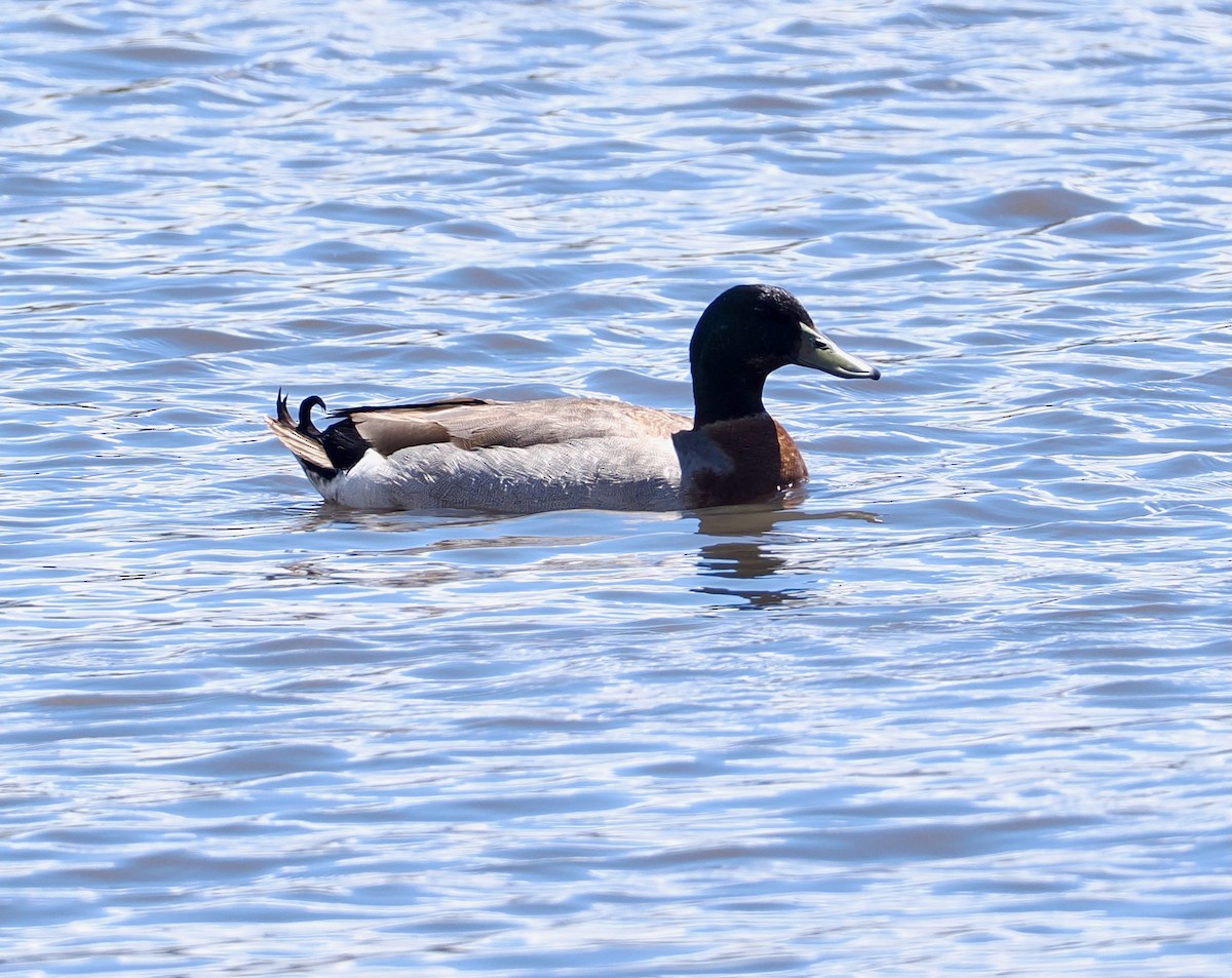 Yeşilbaş (evcil tip) - ML647625788