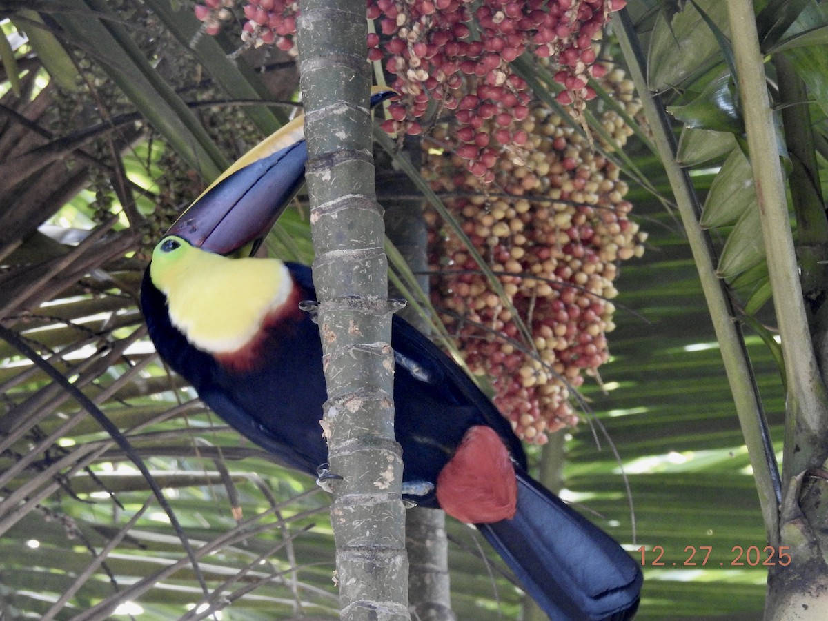 Sarı Gerdanlı Tukan - ML647625789