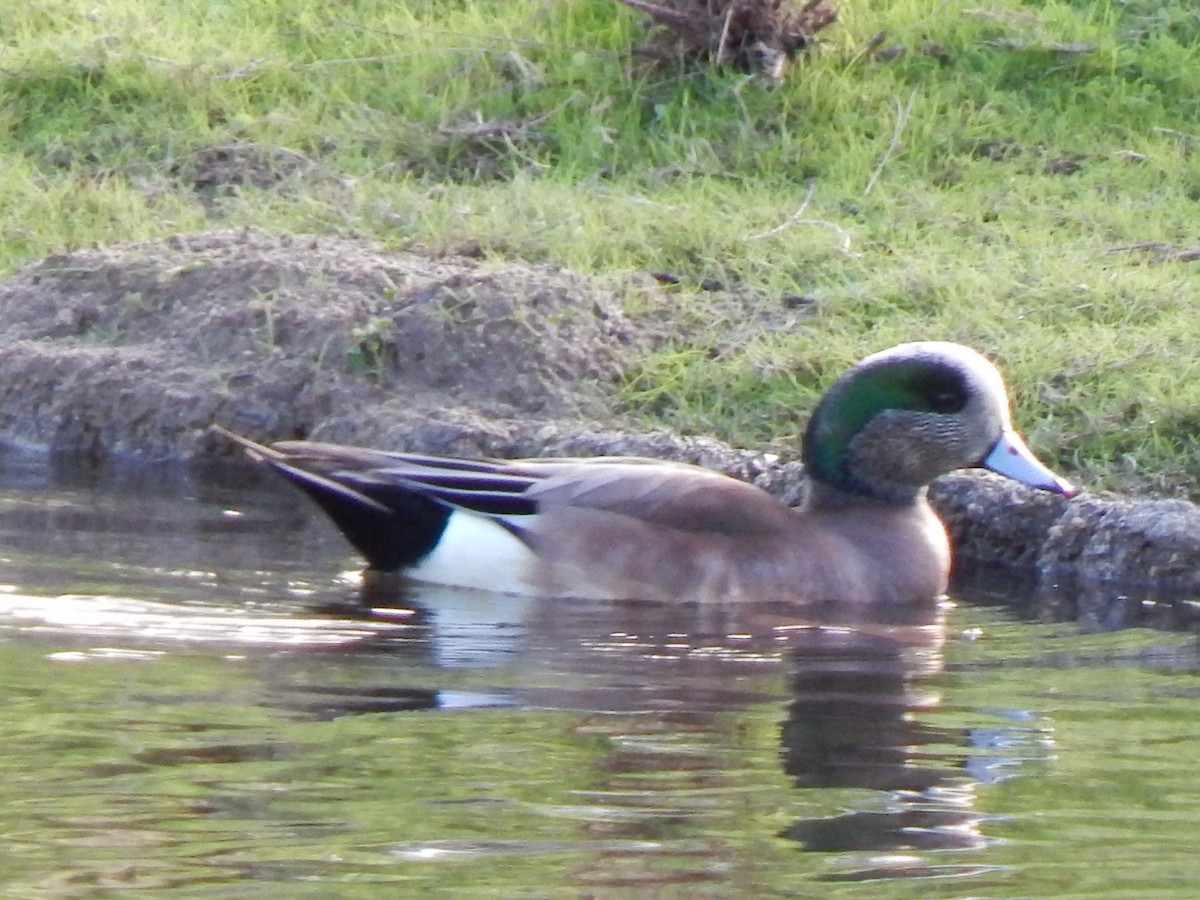 Amerika Fiyusu - ML647625790