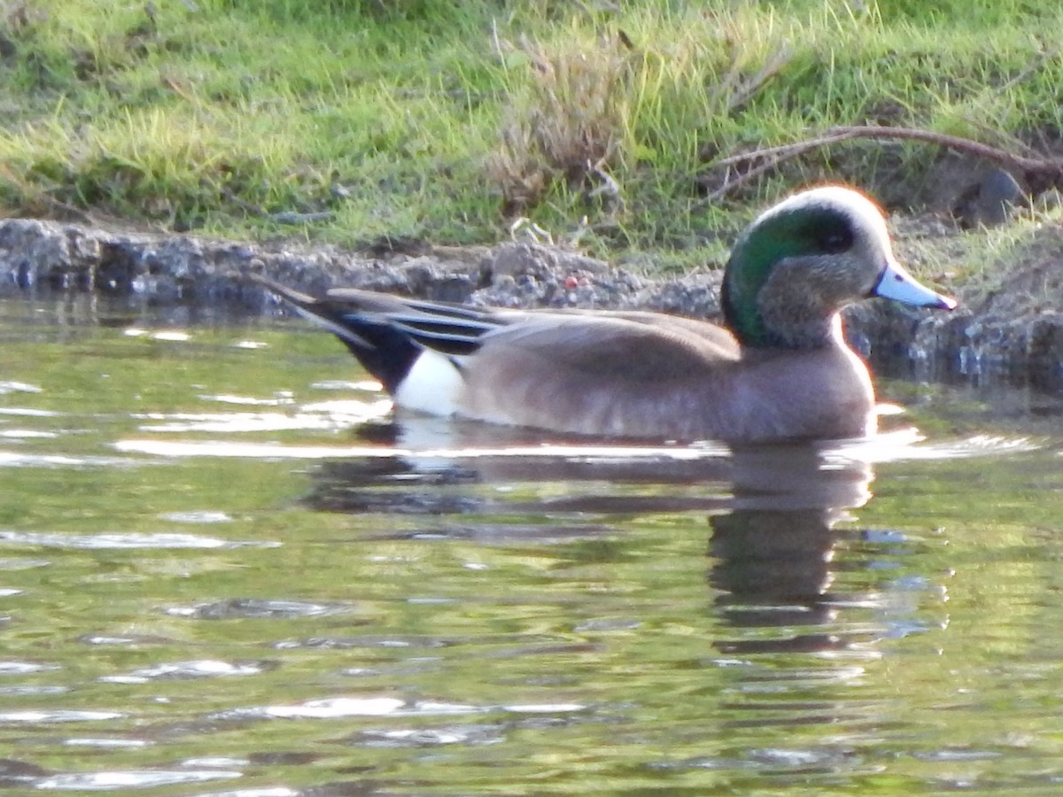 Amerika Fiyusu - ML647625791