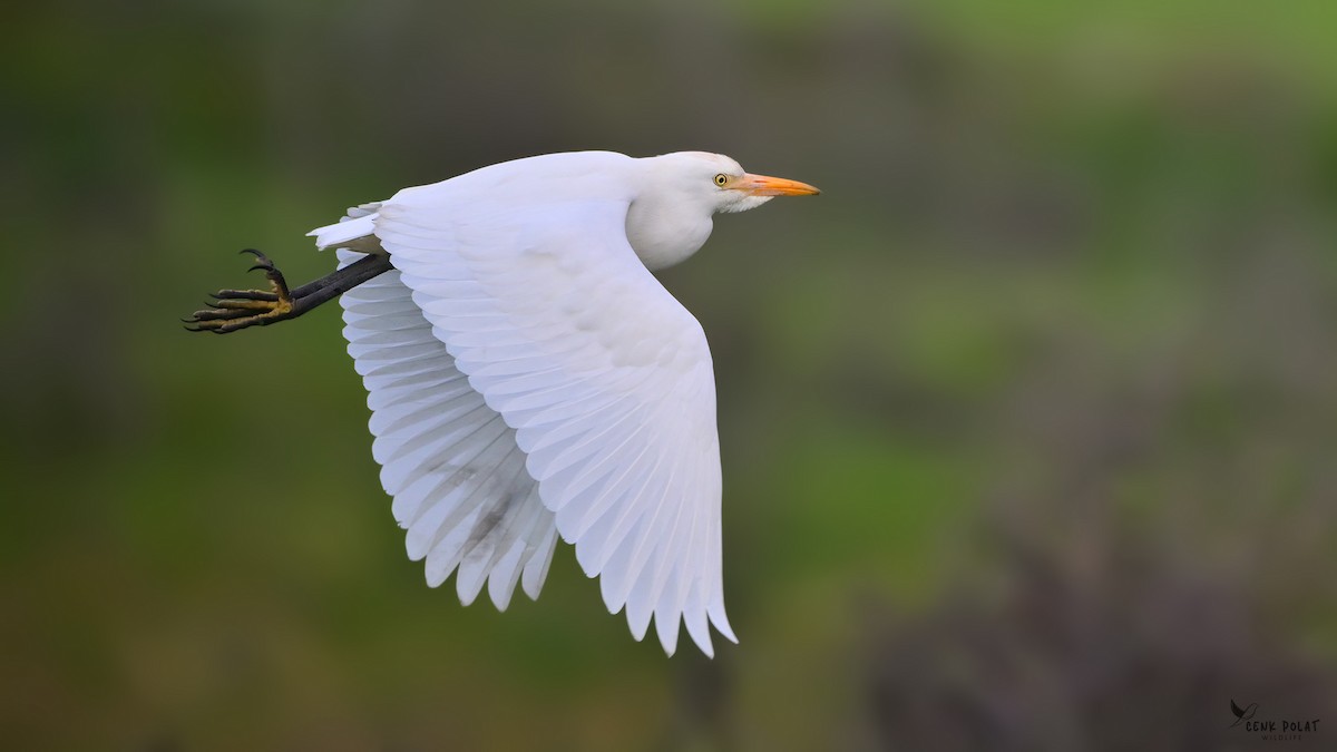 Sığır Balıkçılı - ML647625792