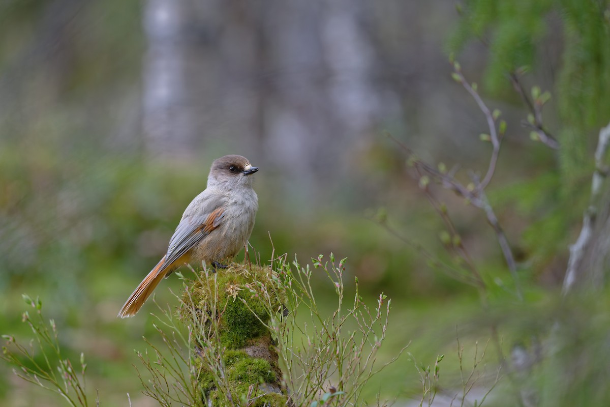 Siberian Jay - ML647625793