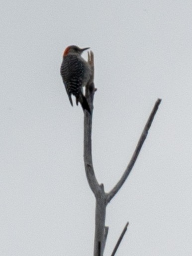 Carolinaspecht - ML647625805