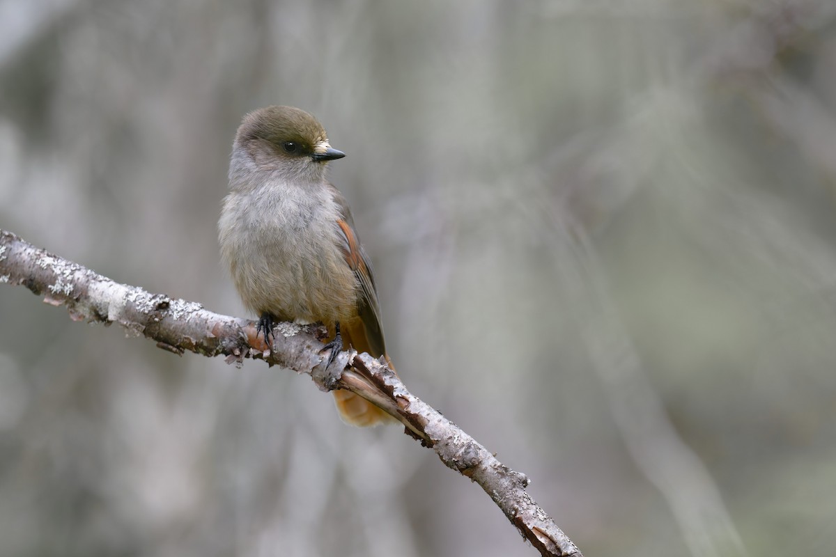 Siberian Jay - ML647625823