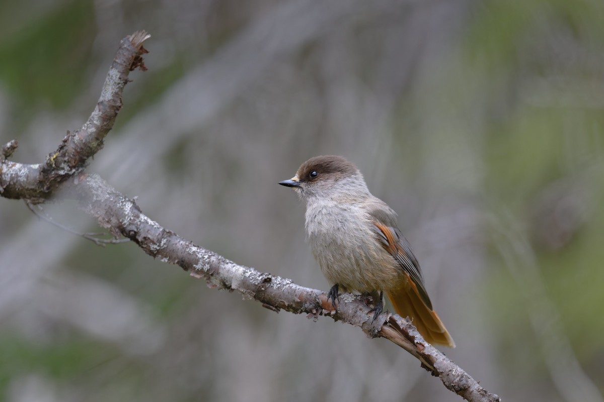 Siberian Jay - ML647625824
