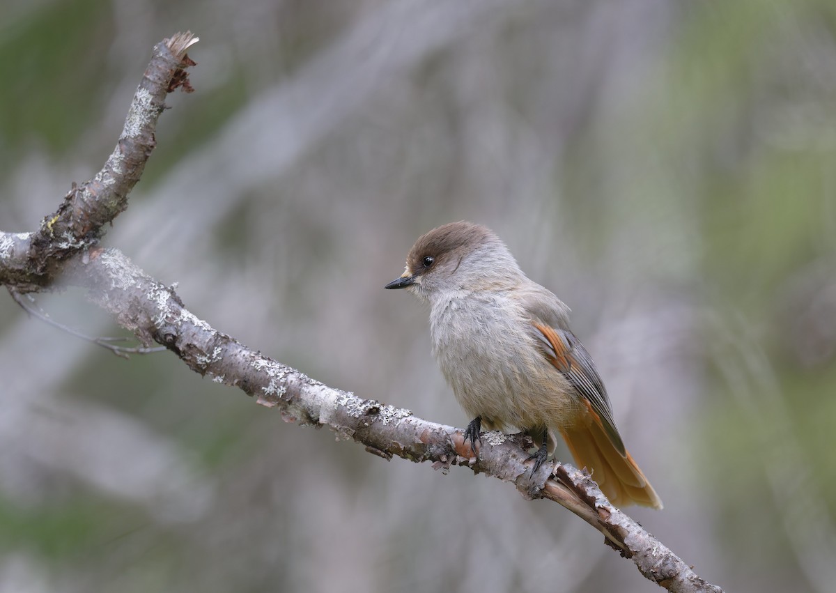 Siberian Jay - ML647625825