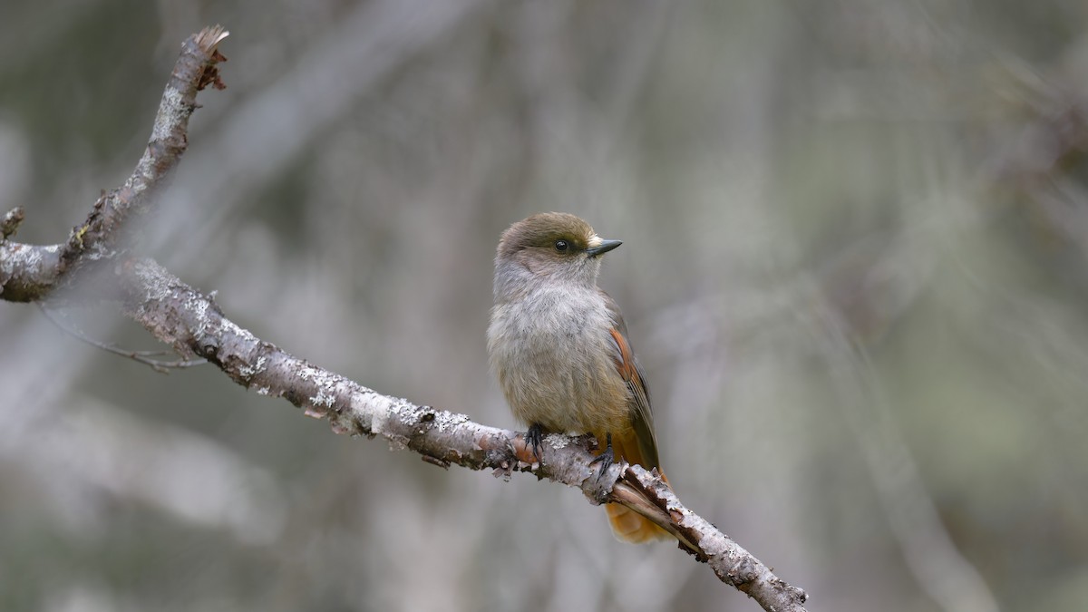 Siberian Jay - ML647625826