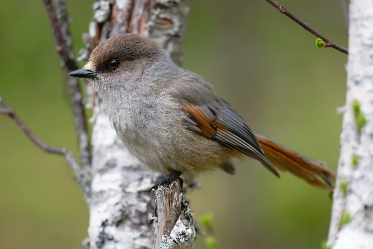 Siberian Jay - ML647625830