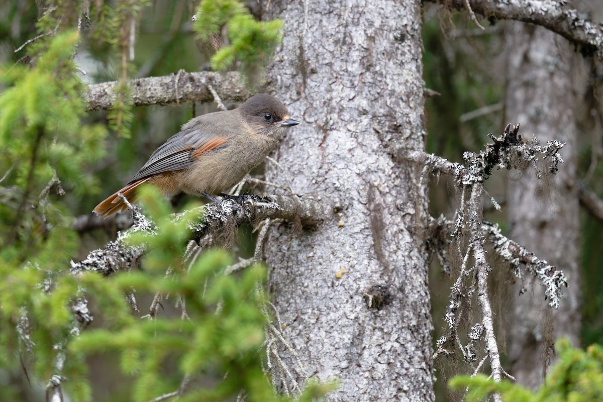 Siberian Jay - ML647625831