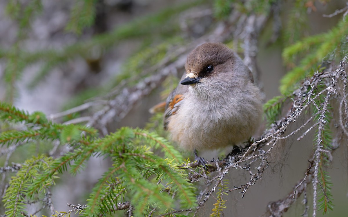 Siberian Jay - ML647625832