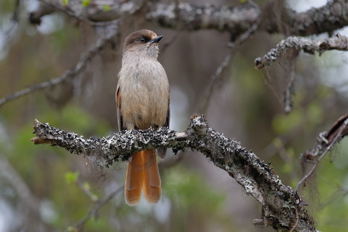 Siberian Jay - ML647625833