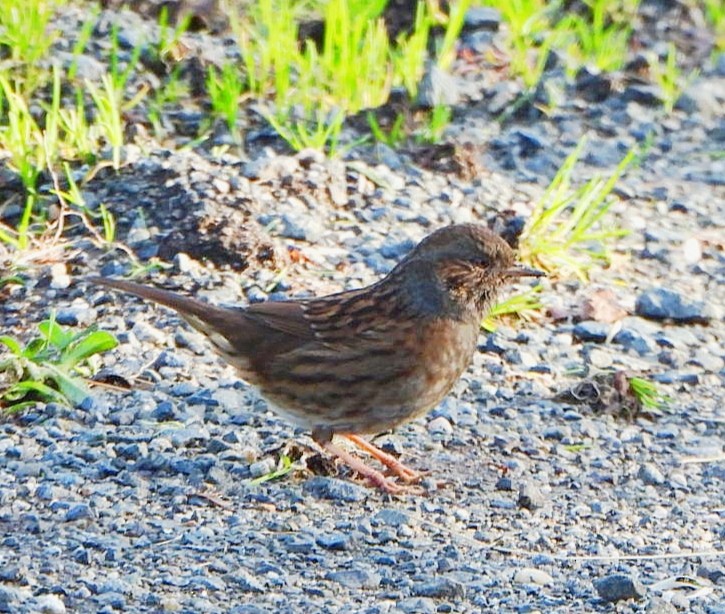 Accenteur mouchet - ML647625840