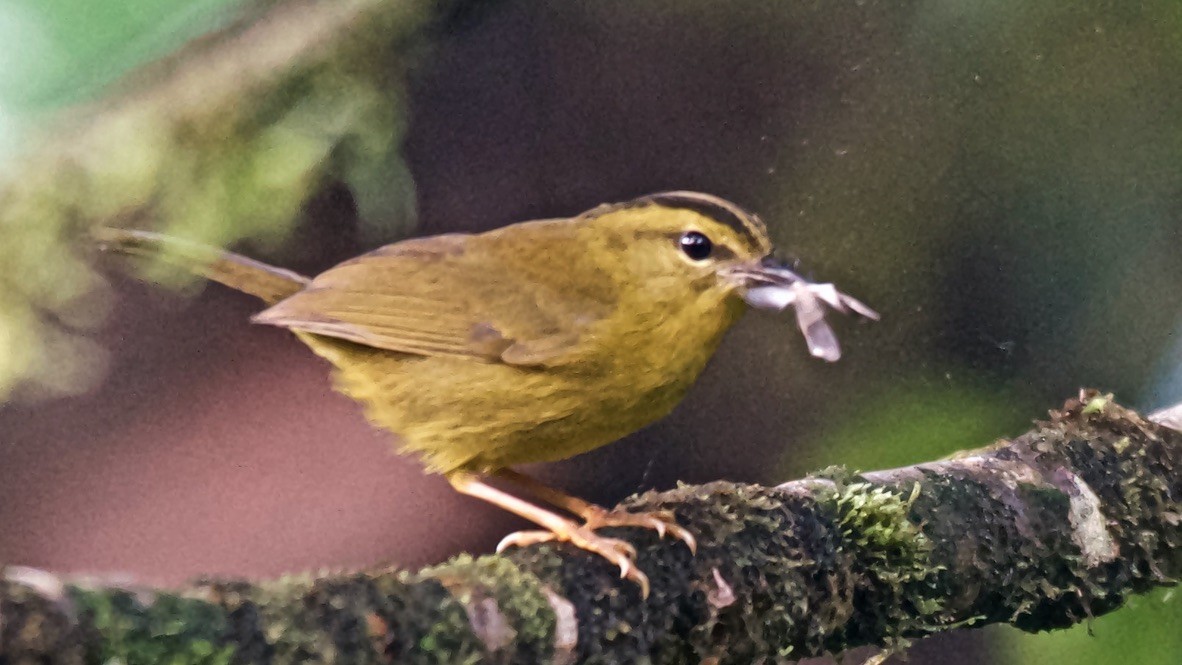 Коронник чокоанський - ML647625854