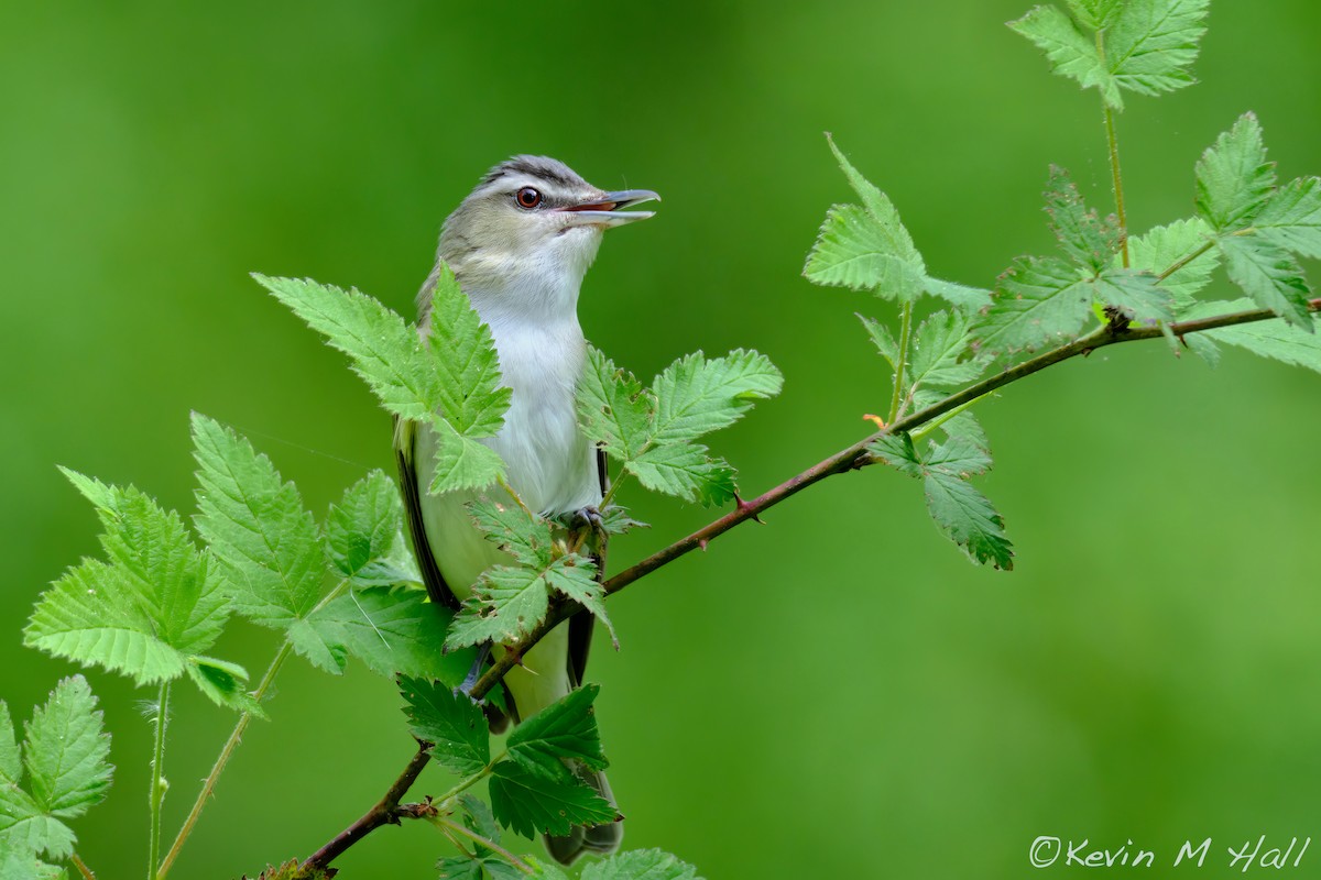 Віреон червоноокий - ML647625857
