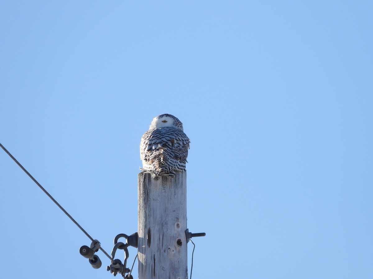 Snowy Owl - ML647625891