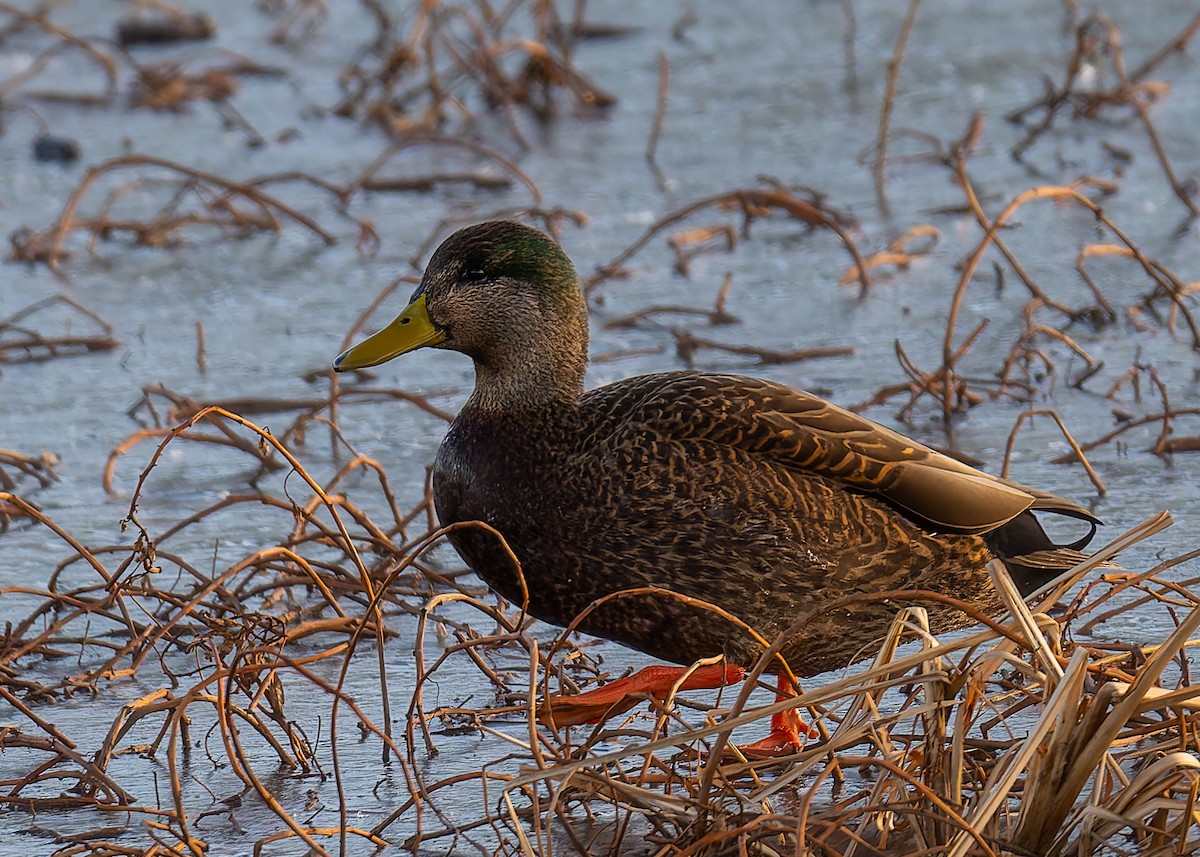 Крижень звичайний х американський - ML647625894