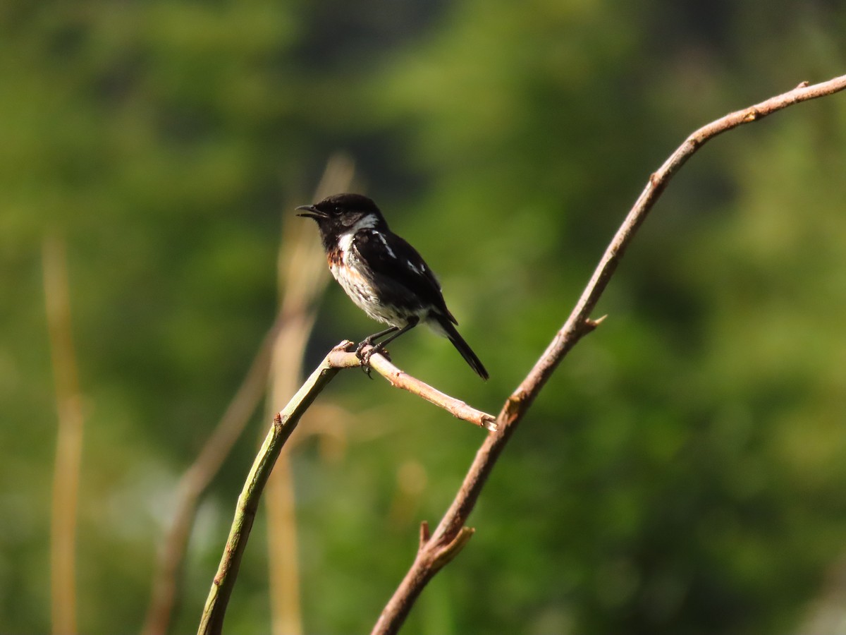 afrikasvartstrupe - ML647625897