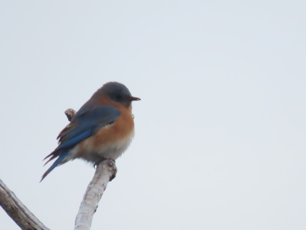 Блакитник східний - ML647625905