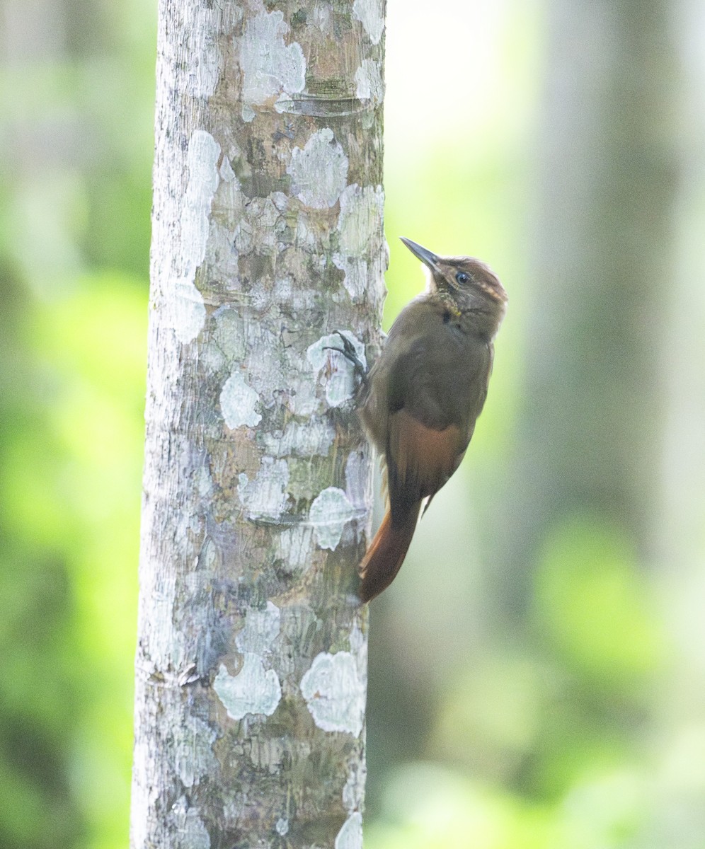 Hellschwingen-Baumsteiger - ML647625929