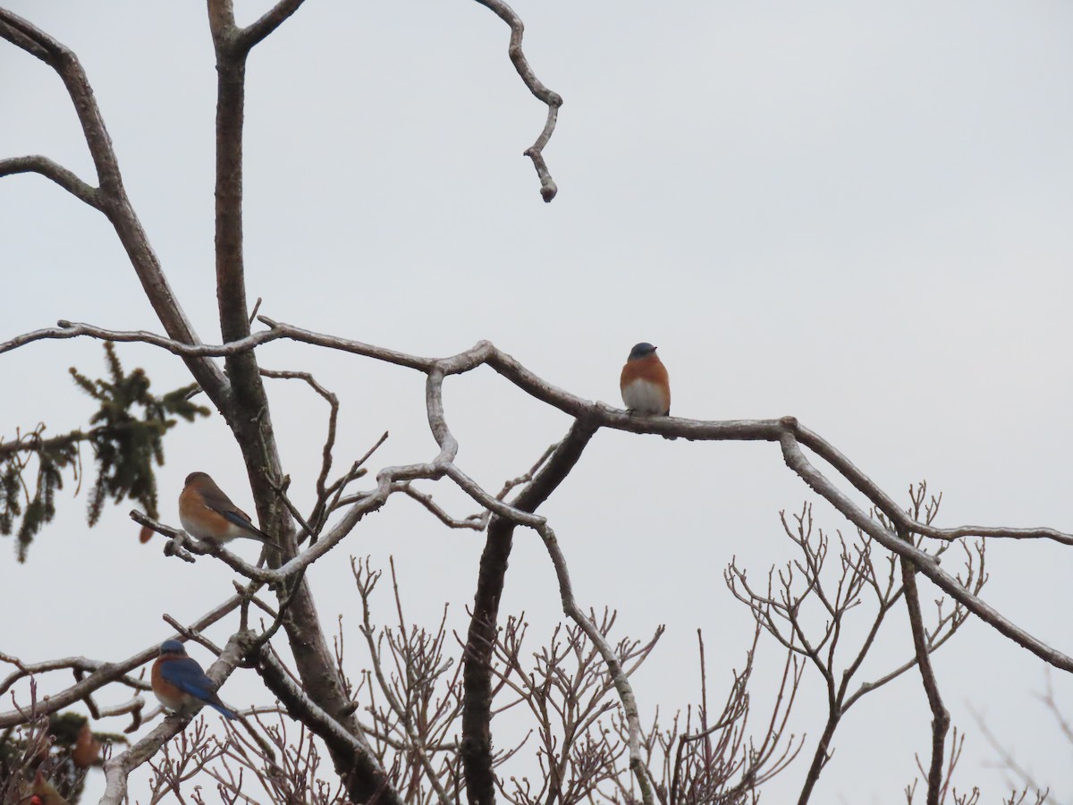 Блакитник східний - ML647625950