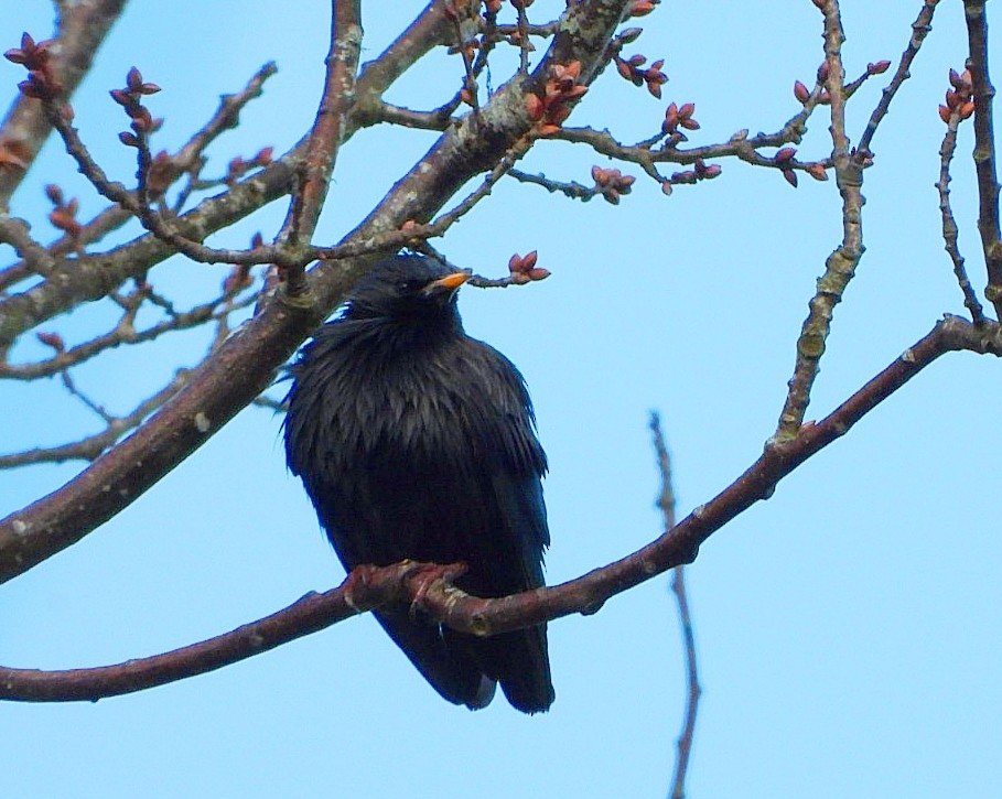 Étourneau unicolore - ML647625956