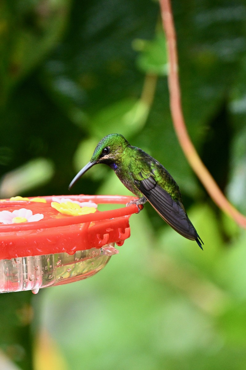 Black-throated Brilliant - ML647625973