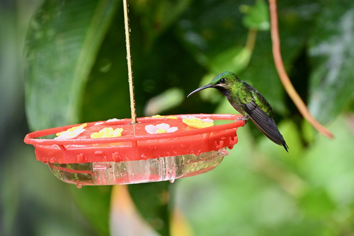 Black-throated Brilliant - ML647625974