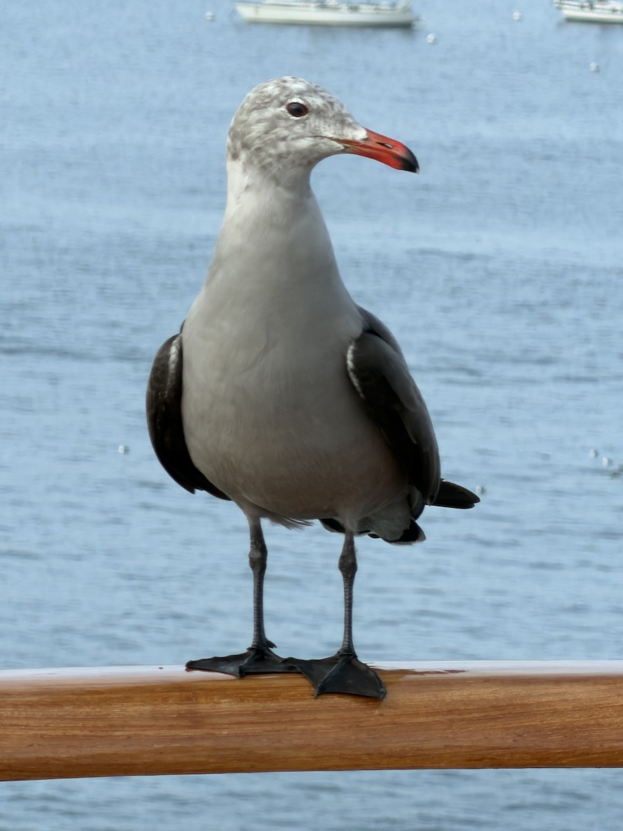 Gaviota Mexicana - ML647626004