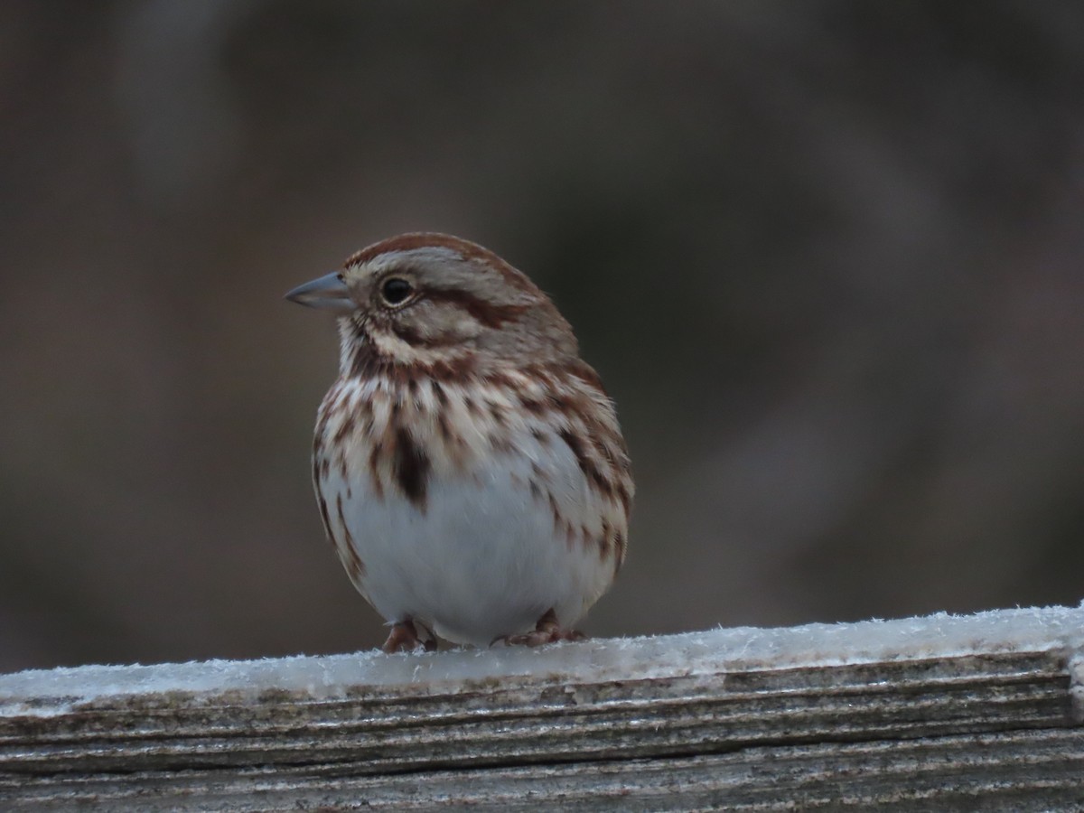 Пасовка співоча - ML647626006