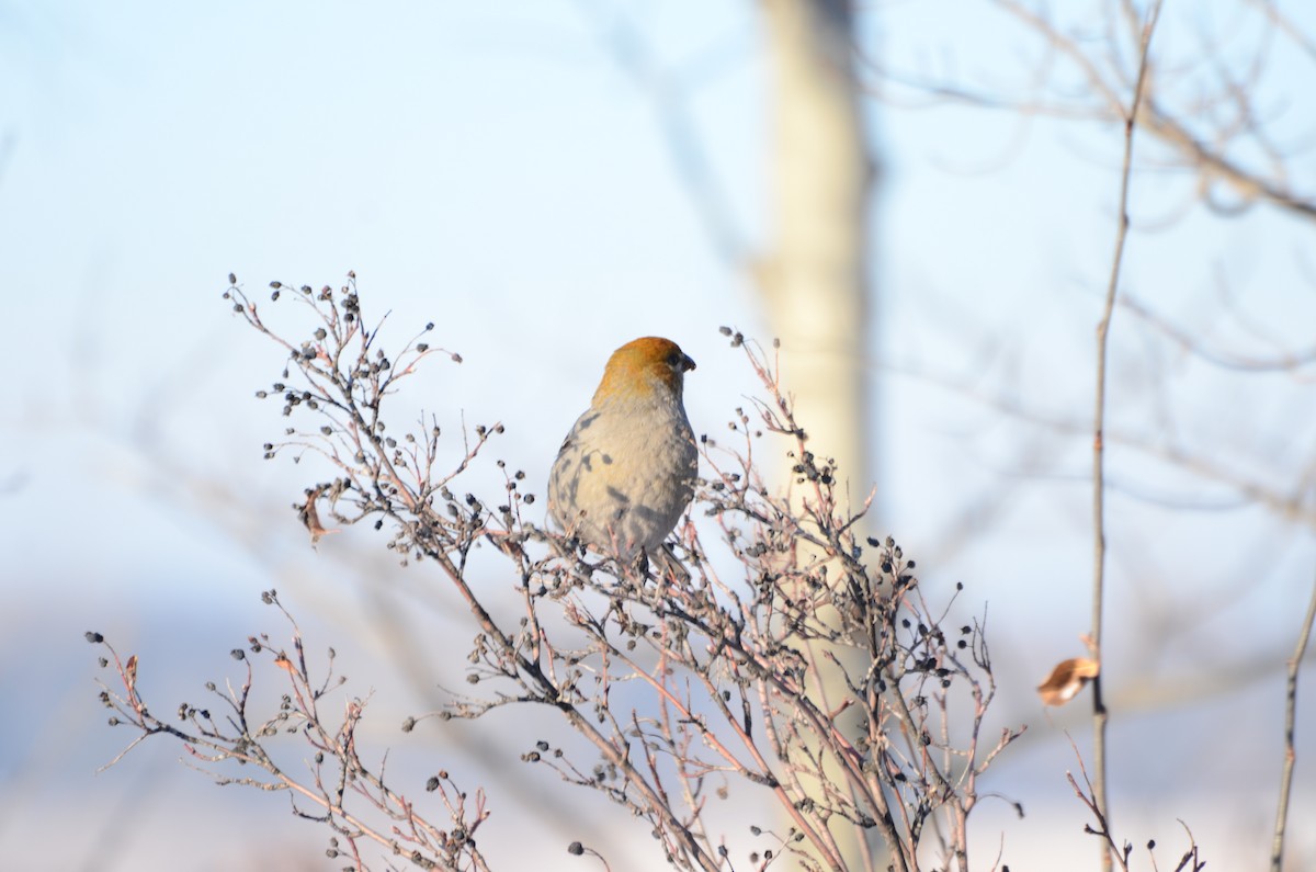 Pinu-gailupa - ML647626016