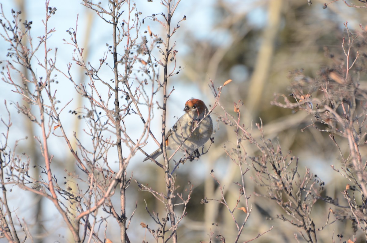 Pinu-gailupa - ML647626017