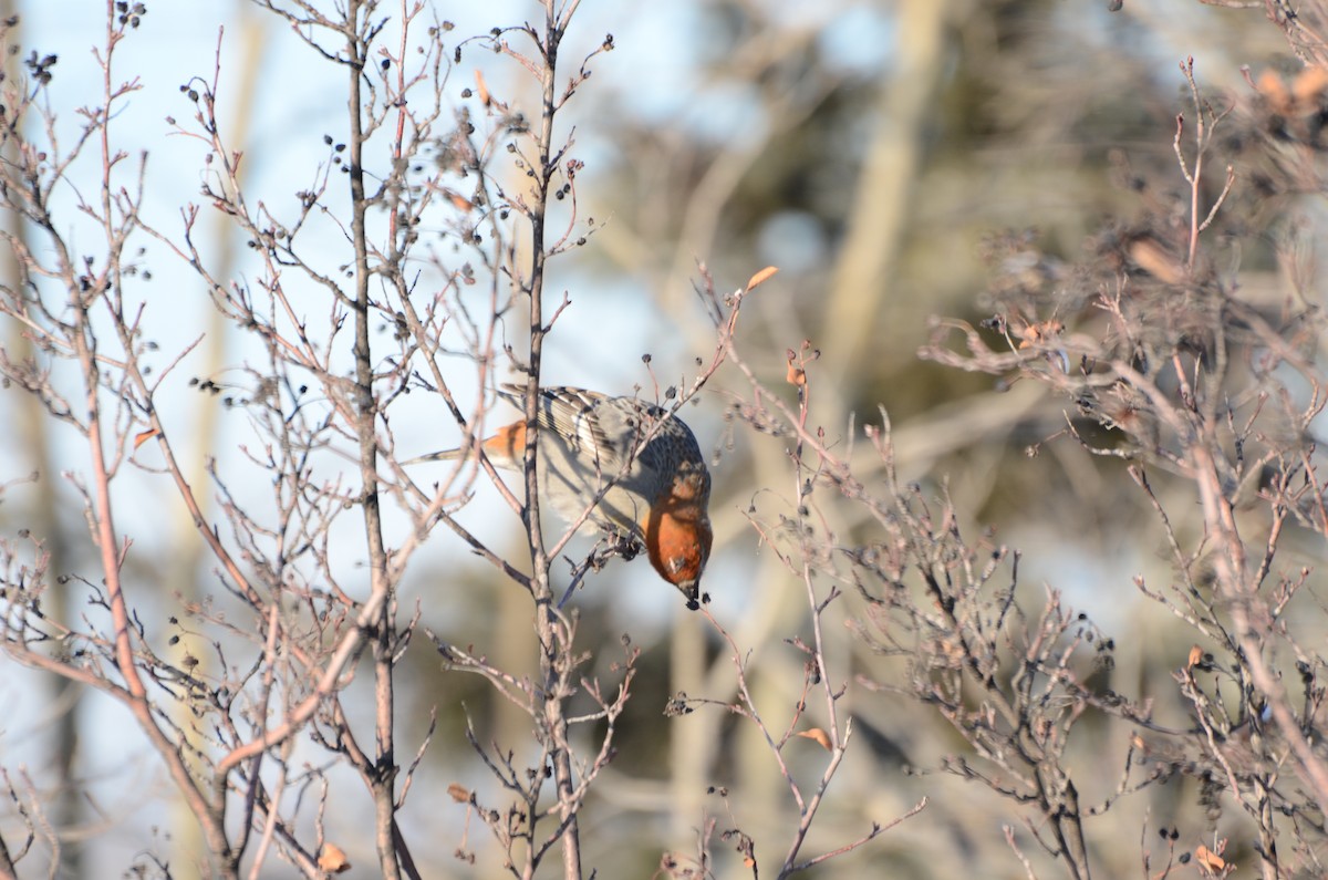 Pinu-gailupa - ML647626018