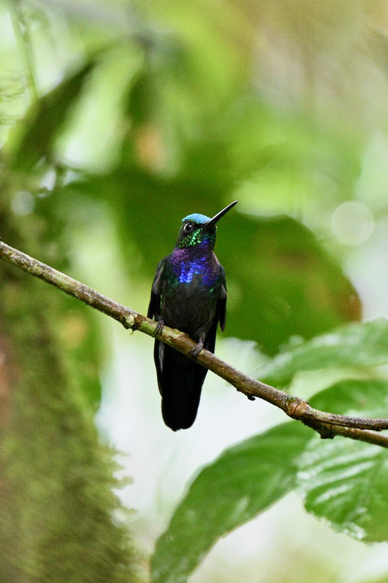 Napo Sabrewing - ML647626037