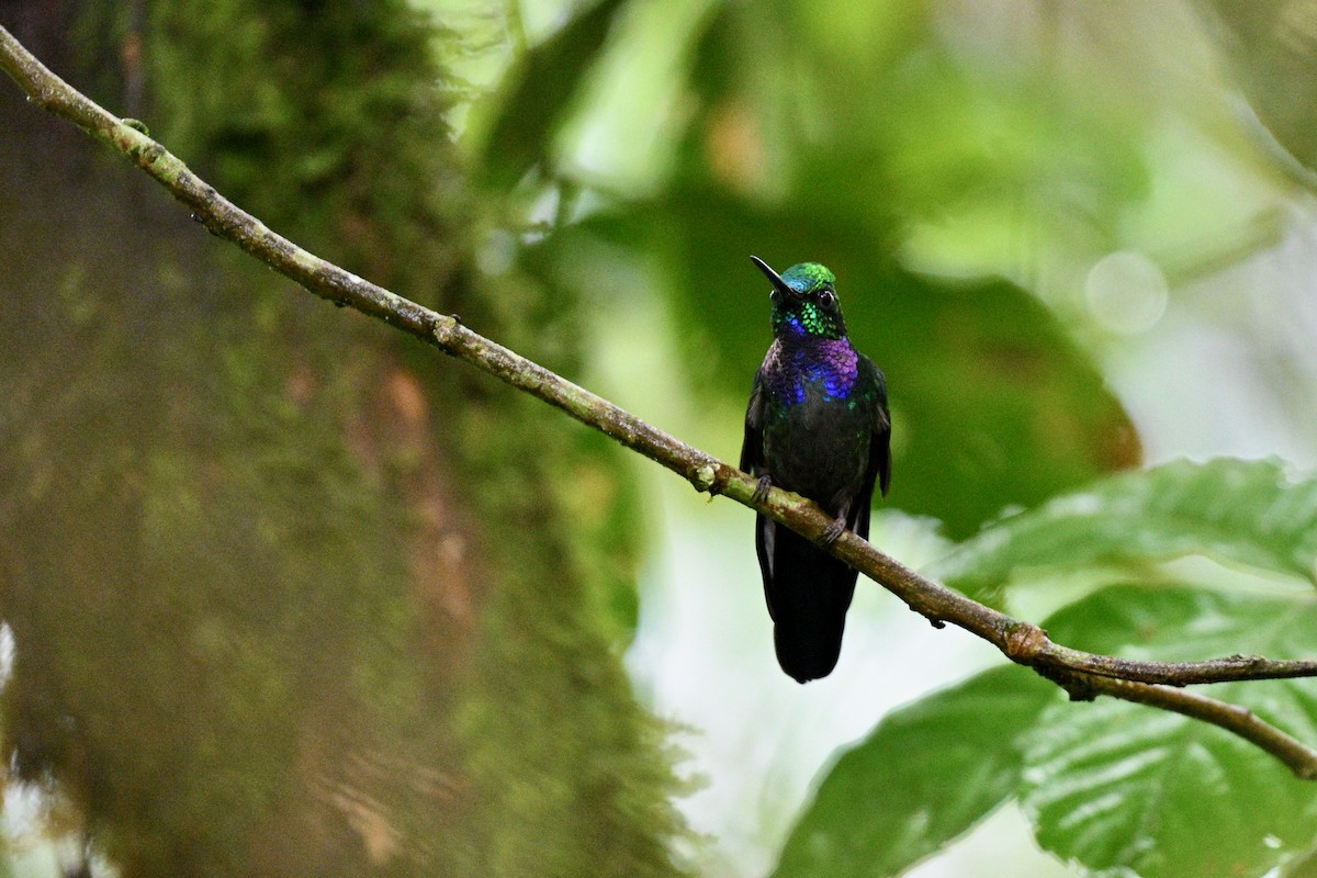 Napo Sabrewing - ML647626040