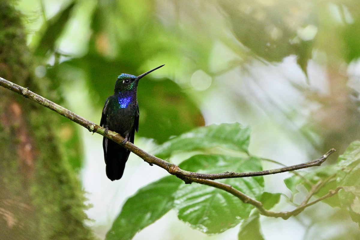 Napo Sabrewing - ML647626041